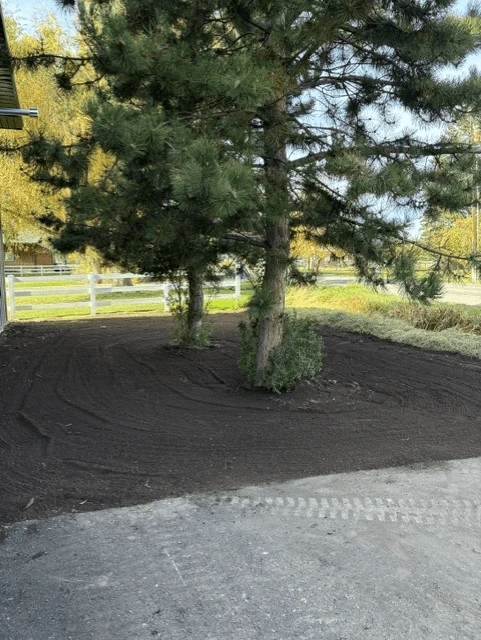Dark leveled soil around a tree